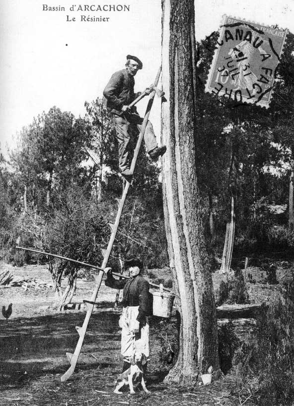 Image noir et blanc - archive sur le gemmage - Gardarem
